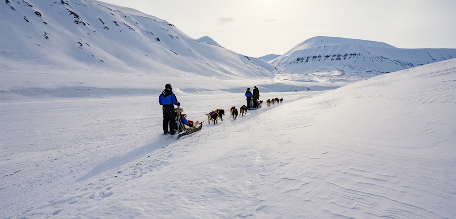 Dog Sledding